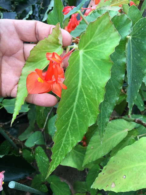 B. ‘Orange Star’